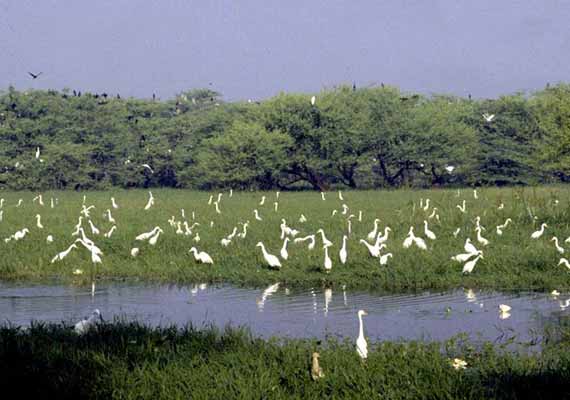 Parco degli uccelli di Bharatpur