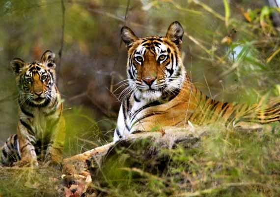 Fauna selvatica Rajasthan