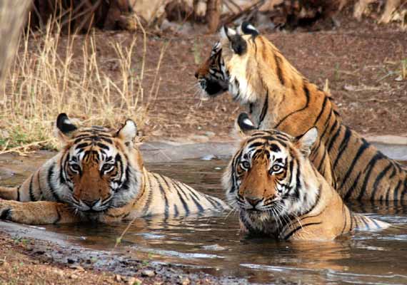 Monumenti di Ranthambore