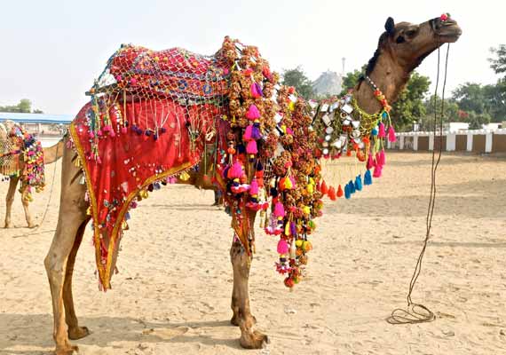 Festival dei cammelli