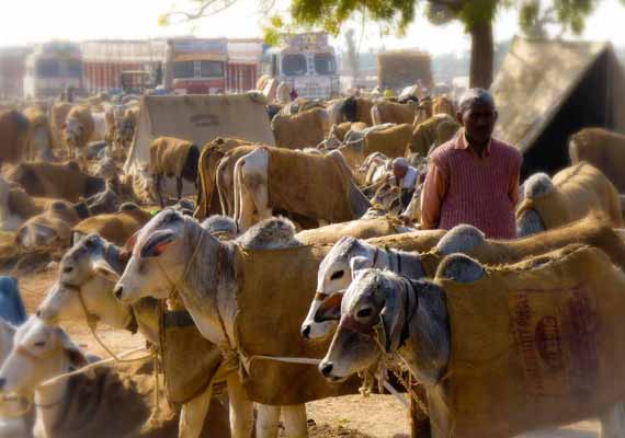 Fiera di Nagaur (febbraio)