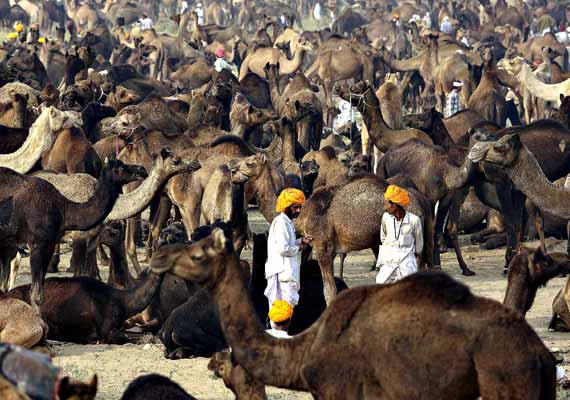 Fiera di Pushkar (novmbre)